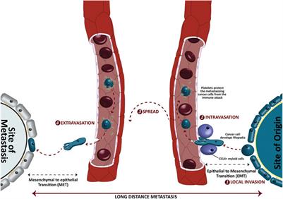 The Adipokine Component in the Molecular Regulation of Cancer Cell Survival, Proliferation and Metastasis